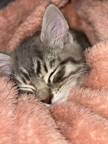 Soft Fluffy Fleece Blanket for Cats & Dogs | Warm Pet Throw | Machine Washable | Bed Blanket and Travel | Protects Furniture | Pink, Small 60 X 80Cm